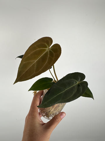 Anthurium AOS x blue papi 6