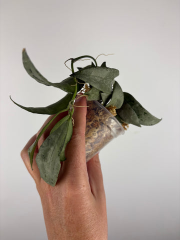 hoya lacunosa silver silvana 3