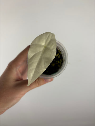 Alocasia simpo variegated 1