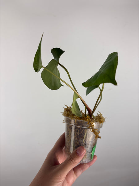 Anthurium velvet mask x papillilaminum 7