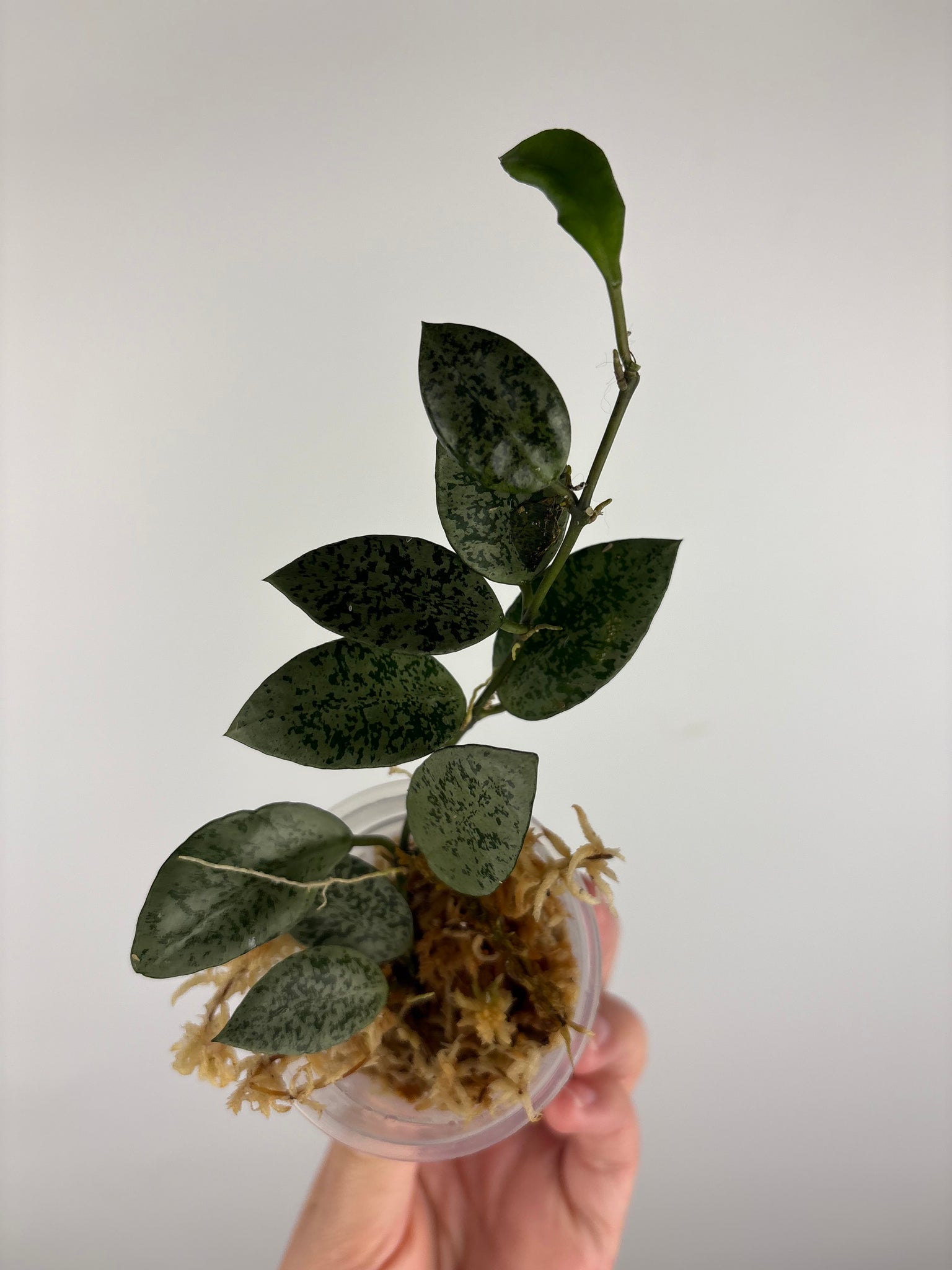 Hoya lacunosa gayung 8