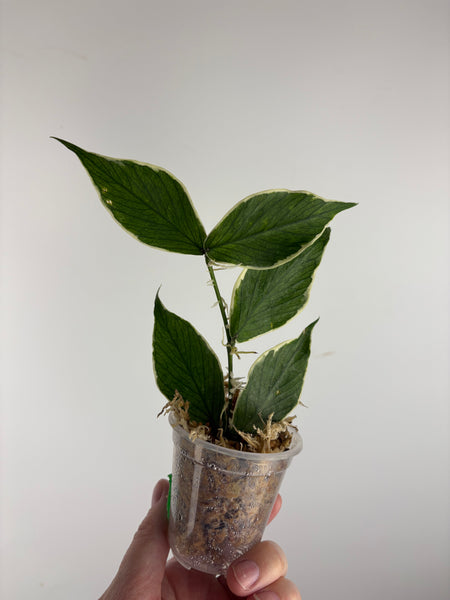 hoya polyneura albomarginata A