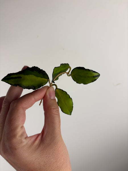 Hoya caudata variegated cutting