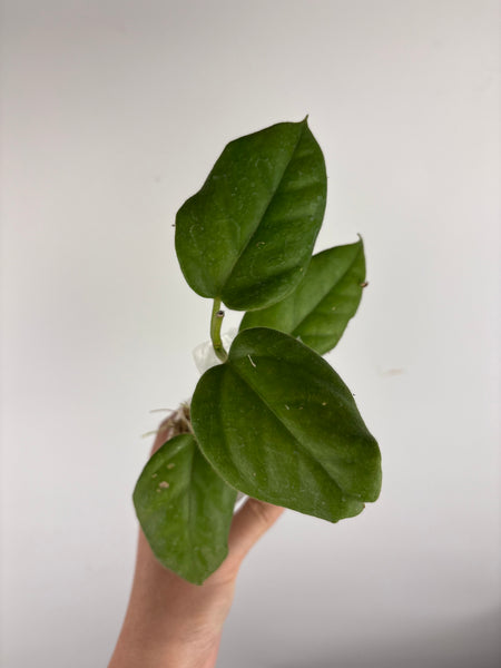 hoya oreosparte B