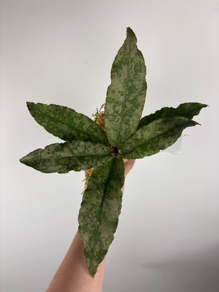 Hoya Undulata silver D