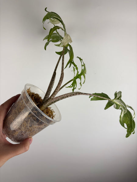 Alocasia Brancifolia Albo