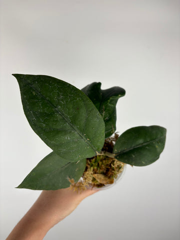 Hoya sp aceh air suri 1