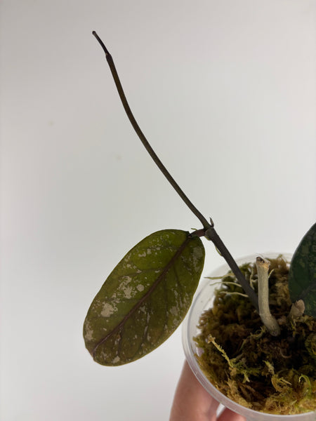 hoya sp aceh mustika 