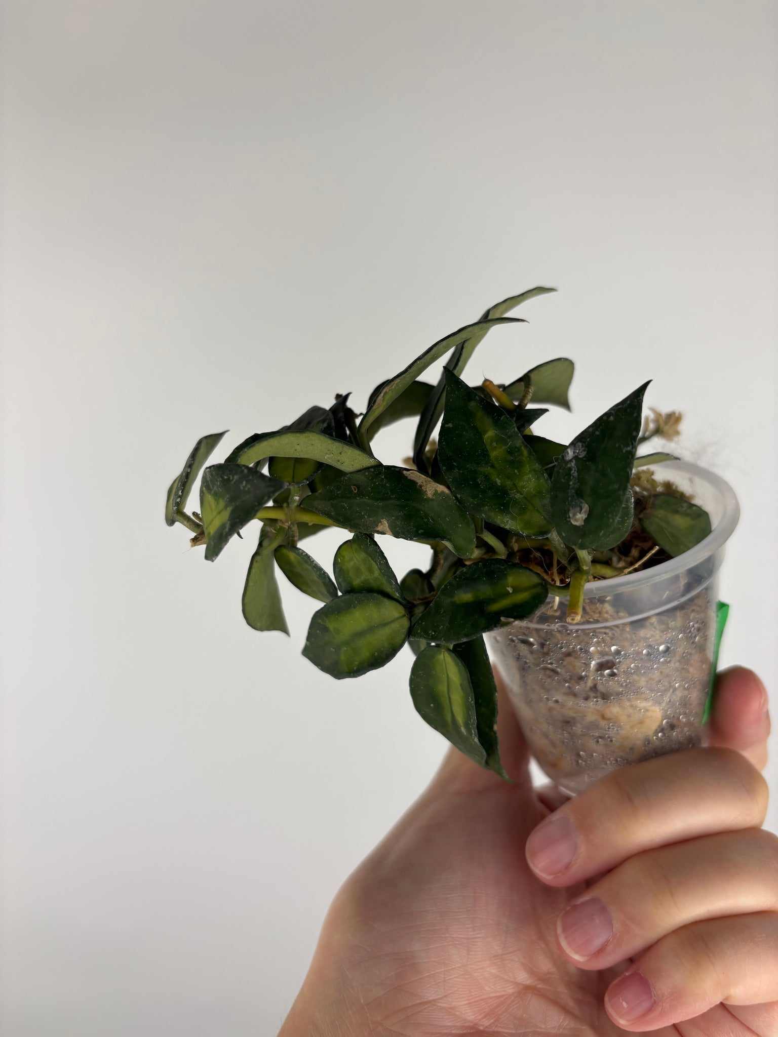 Hoya lacunosa golden flame 5