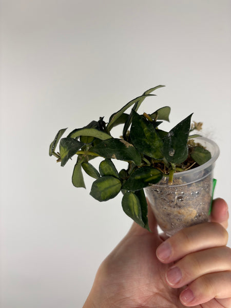 Hoya lacunosa golden flame 5
