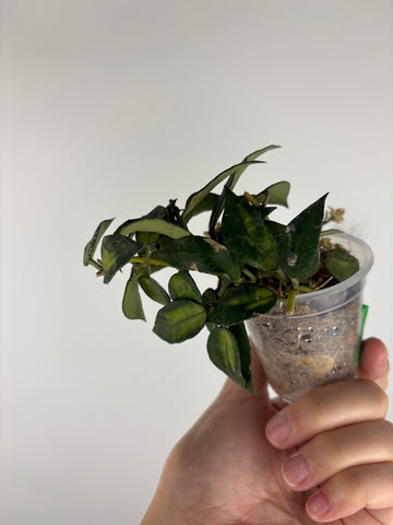 Hoya lacunosa golden flame 5