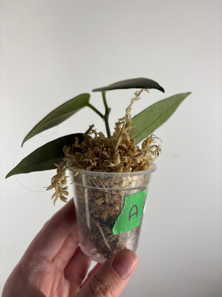 hoya stenakei dark A