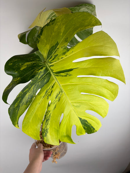 Monstera Pompom - large plant