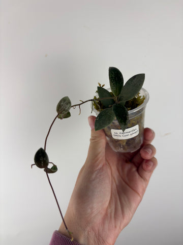 Hoya sp. Kalimantan ('Mini Coin' silver) 3