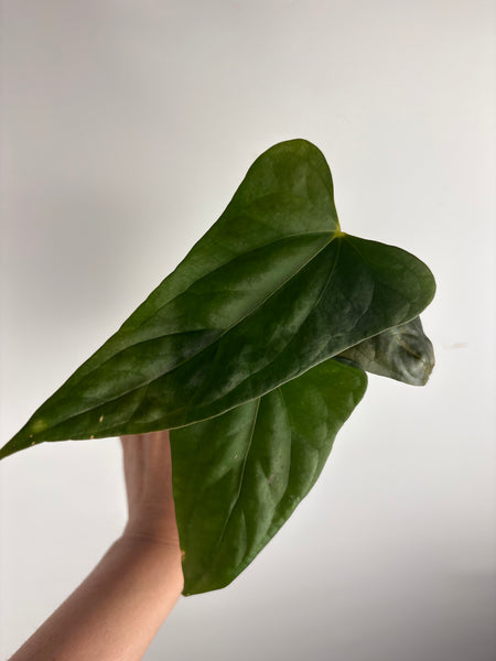 anthurium bvit x portillae G