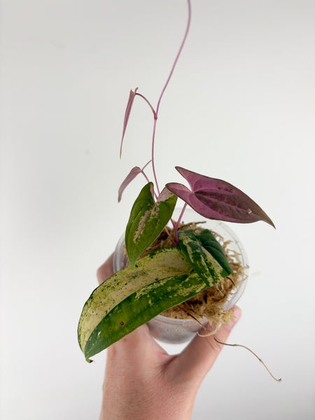 Dioscorea Filiformis ‘Gamma Ray’ A