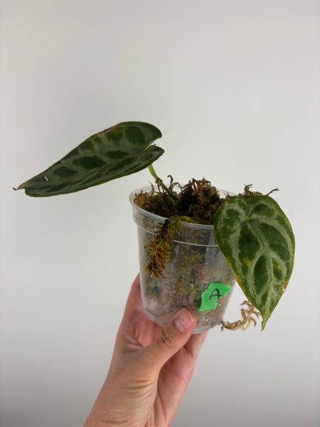 Anthurium Silver blush mutation A as is