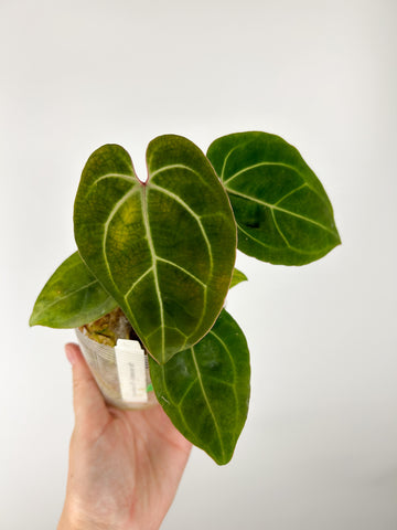 Anthurium Besseae aff x Besseae aff P (Thailand)