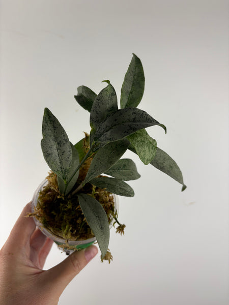 hoya amicabilis silver 3