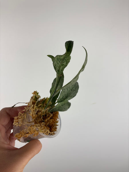 hoya amicabilis silver 2