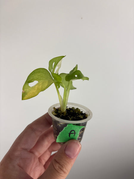 Monstera adansonii variegated A