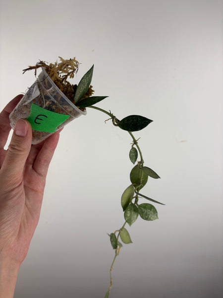 hoya lacunosa green mint E