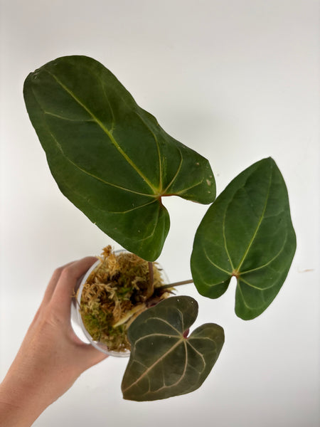 Anthurium Bvit x rvdp A22