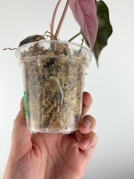 Alocasia chantrieri pink variegated B (from corm)