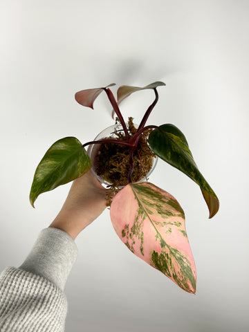 Philodendron strawberry shake A