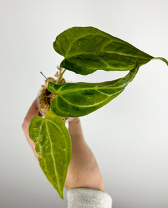 Anthurium Forgetti x  crystallinum mutation variegated E