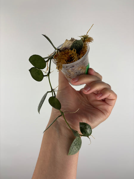 Hoya lacunosa gayung 1