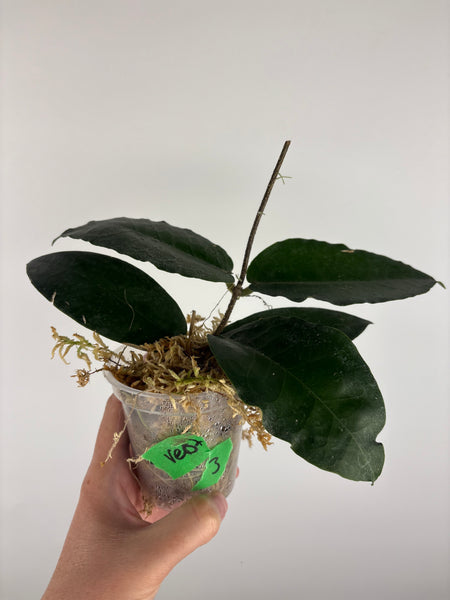 hoya versteegii 3