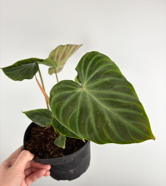 Philodendron Verrucosum Insensi (Equador) 6 inch