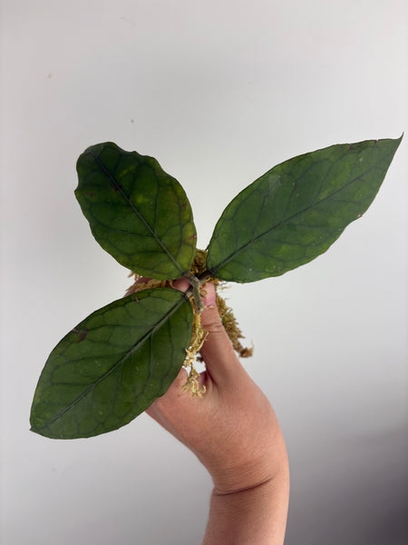 Hoya aceh dragons egg C