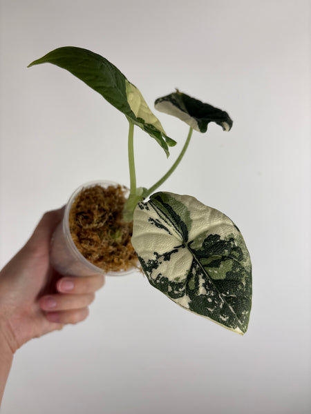 Alocasia Melo albo (Thailand) C