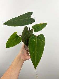 Anthurium papi flat sinus E2