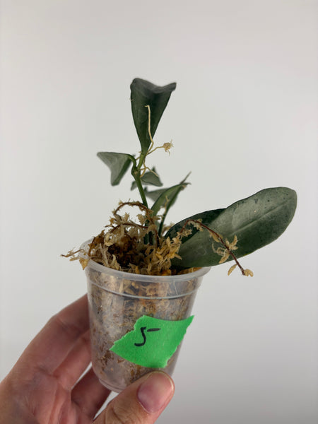 hoya lacunosa silver silvana 5