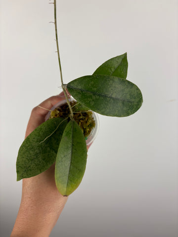 Hoya aff forbesii silver 3