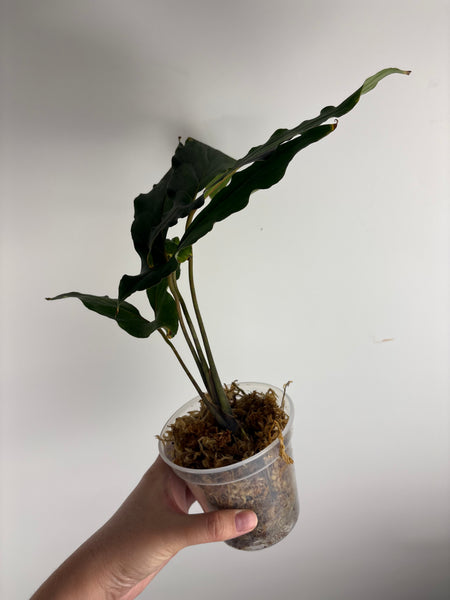 Cyrtosperma hambalii