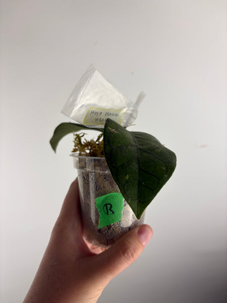 Hoya dragon heart B