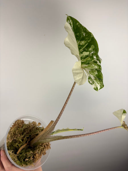 Alocasia sp variegata “stripped stem albo” (Thailand) - large plant