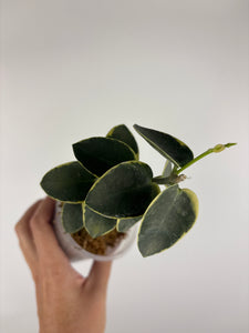 Hoya cumingiana 'Albo 4