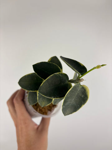 Hoya cumingiana 'Albo 4