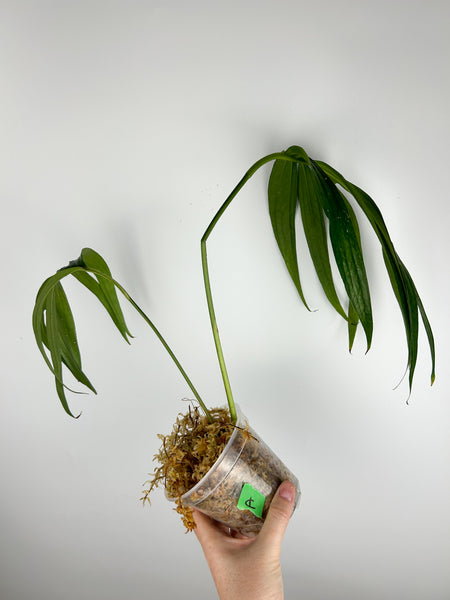 monstera subpinnata