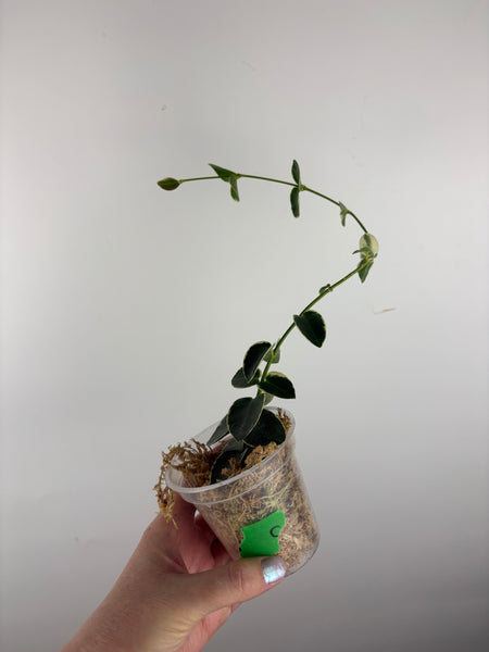 hoya cumingiana albo C