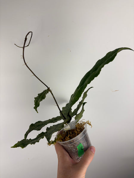 Hoya Undulata silver C