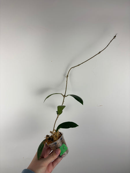 Hoya rigidifolia splash C