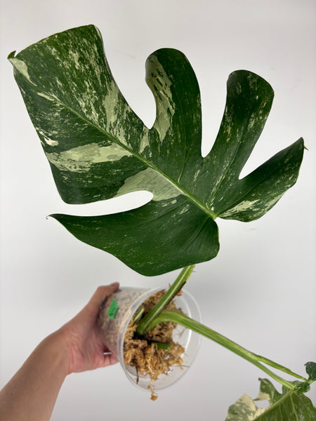 Monstera albo 4
