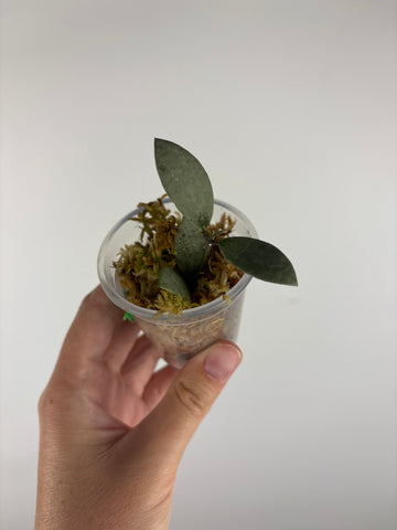Hoya sp. Kalimantan ('Mini Coin' silver) 3