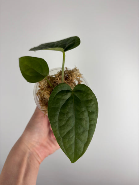 Anthurium red spider x luxurians E